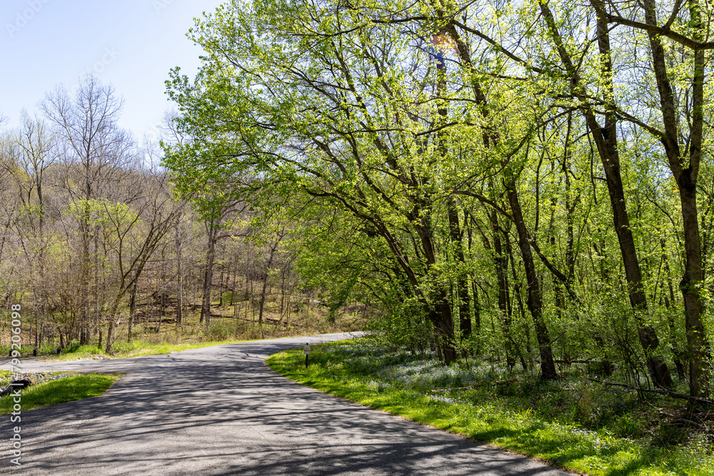 Naklejka premium road in the park