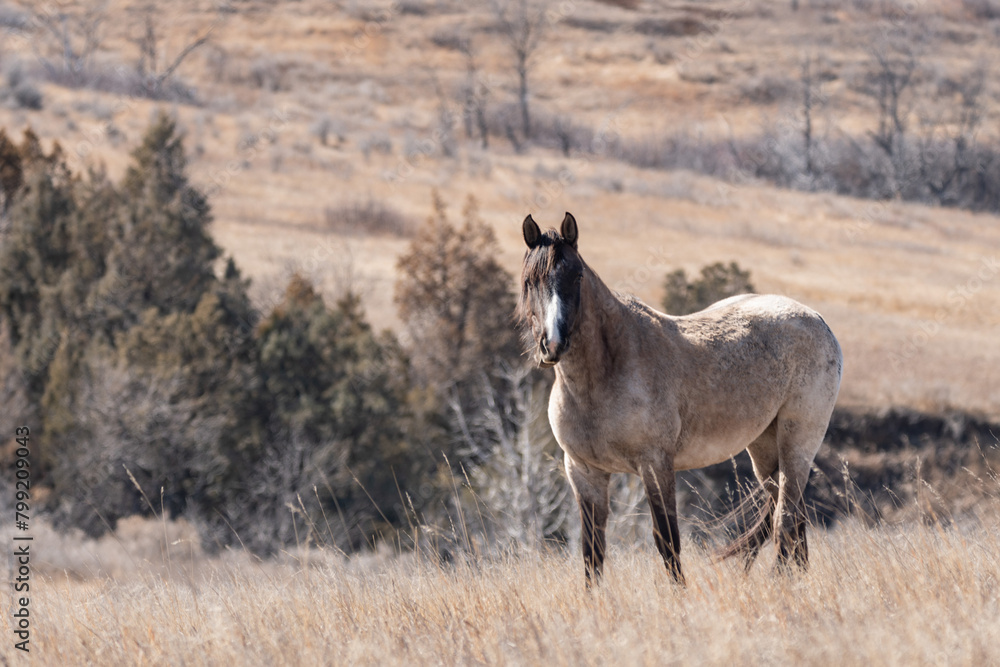 Obraz premium White Wild Horse in Theodore Roosevelt National Park in Spring 
