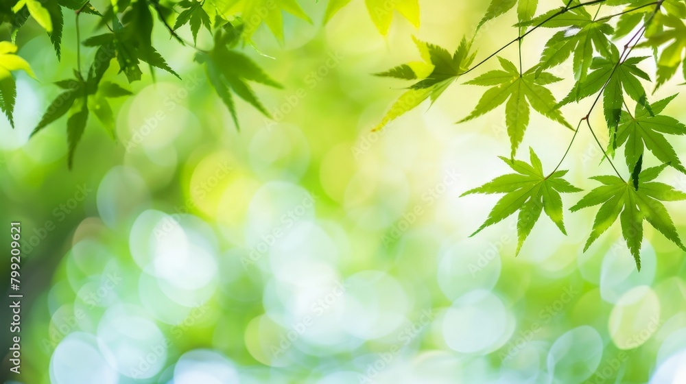 Close-up green foliage blurry background Close-up green foliage blurry background