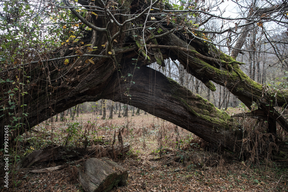 Obraz premium tree with moss on roots in a green forest or moss on tree trunk. Tree bark with green moss. Azerbaijan nature.