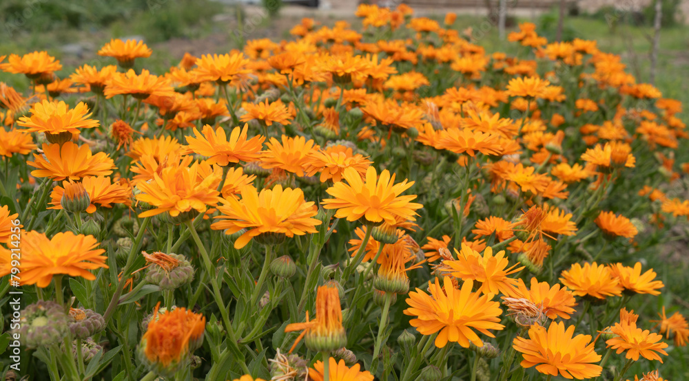 Flowers whose botanical name is Calendula stellata from the Asteraceae family