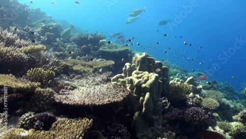 Wallpaper Mural A beautiful underwater scene with a variety of fish and coral. The underwater world of the Red Sea. Torontodigital.ca
