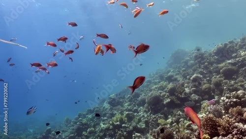 A school of fish swimming in the ocean. The fish are orange and blue. The water is clear and blue. The underwater world of the Red Sea. photo