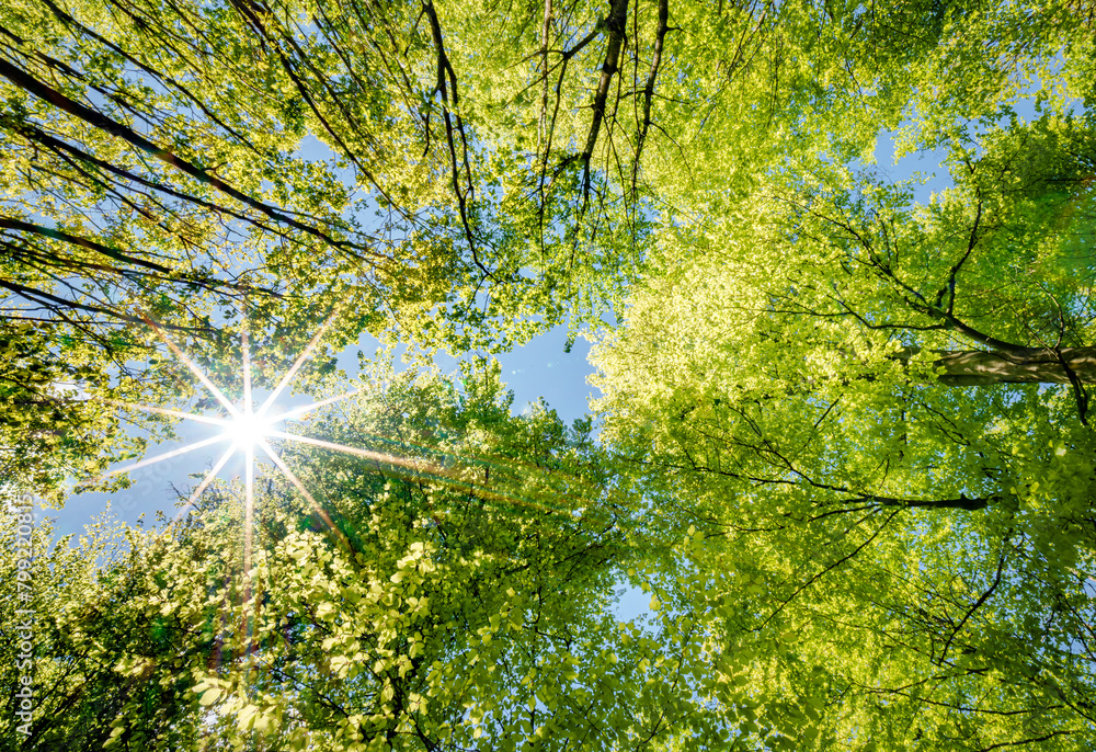 Fototapeta premium a view up into the trees direction sky - sustainability picture - stock photo - sunstar