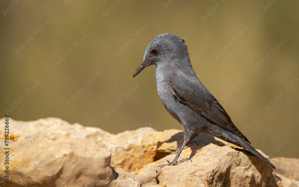 Fototapeta premium Male Blue Rock Thrush on the rocks