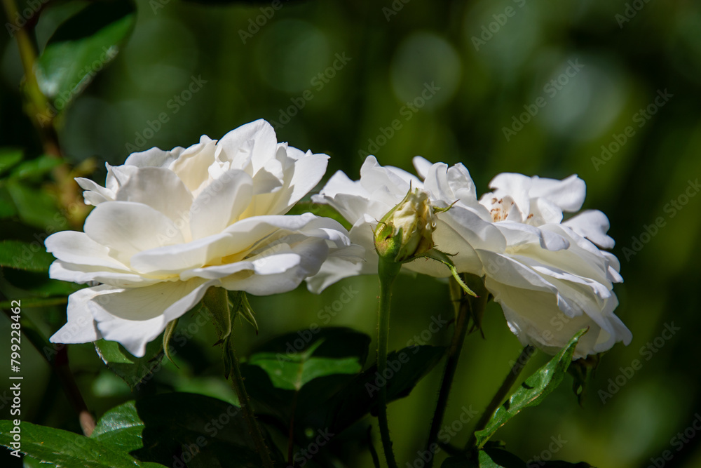 Two white roses and a single rose bud isolated against an out of focus green background image in horizontal format for background use Two white roses and a single rose bud isolated against an out of focus green background image in horizontal format for background use