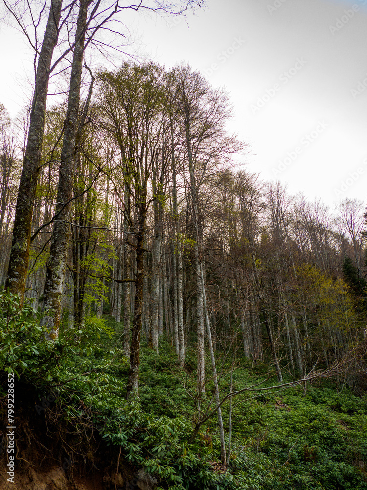 a beautifull day into jungle a beautifull day into jungle