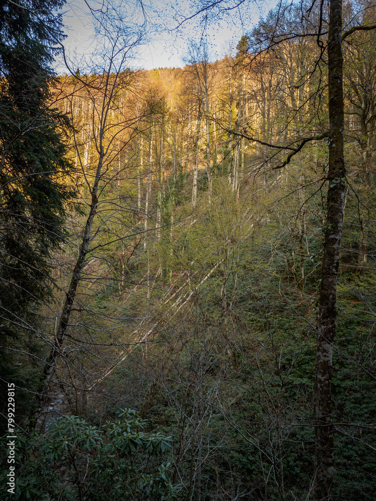 Fototapeta premium a beautifull day into jungle