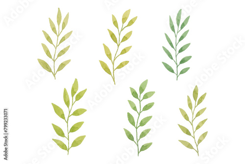 Watercolor leaves illustration set - green leaf branches collection for wedding, greetings, stationary, wallpapers, fashion, background. olive, green leaves, Eucalyptus etc