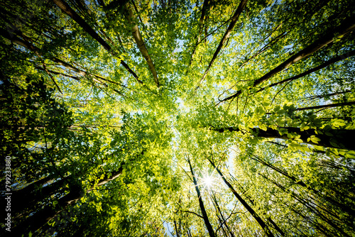 a view up into the trees direction sky - sustainability picture - stock photo - sunstar photo