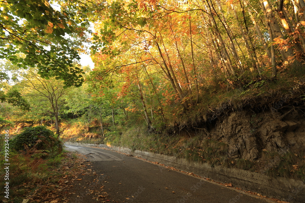 Obraz premium road in forest