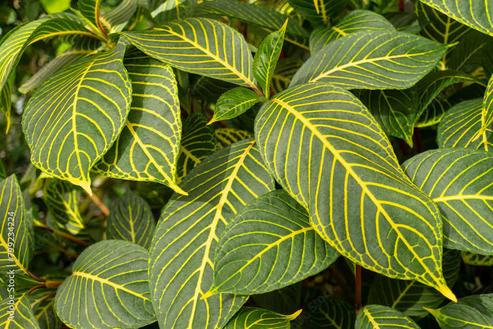 Closeup of a terrestrial plant with green and yellow leaves Closeup of a terrestrial plant with green and yellow leaves