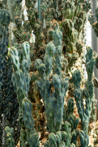 Various terrestrial plants, including cacti, thrive in the greenhouse