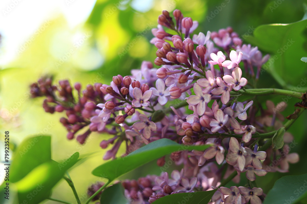 Blooming lilac close-up. Purple beautiful lilac flowers with selective focus. Spring natural background. Purple flowers Blooming lilac close-up. Purple beautiful lilac flowers with selective focus. Spring natural background. Purple flowers