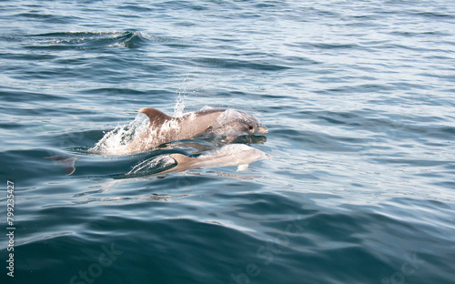 Mama And Baby Bottlenose Dolphins