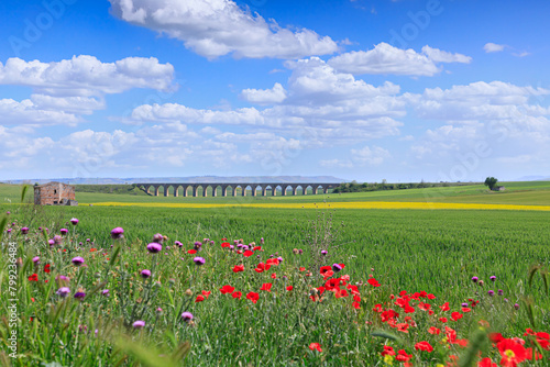 Springtime: hilly landscape with green wheat fields and viaduct. View of the Bridge of 21 Arches, the ghost railway bridge near Spinazzola town in Apulia, Italy.