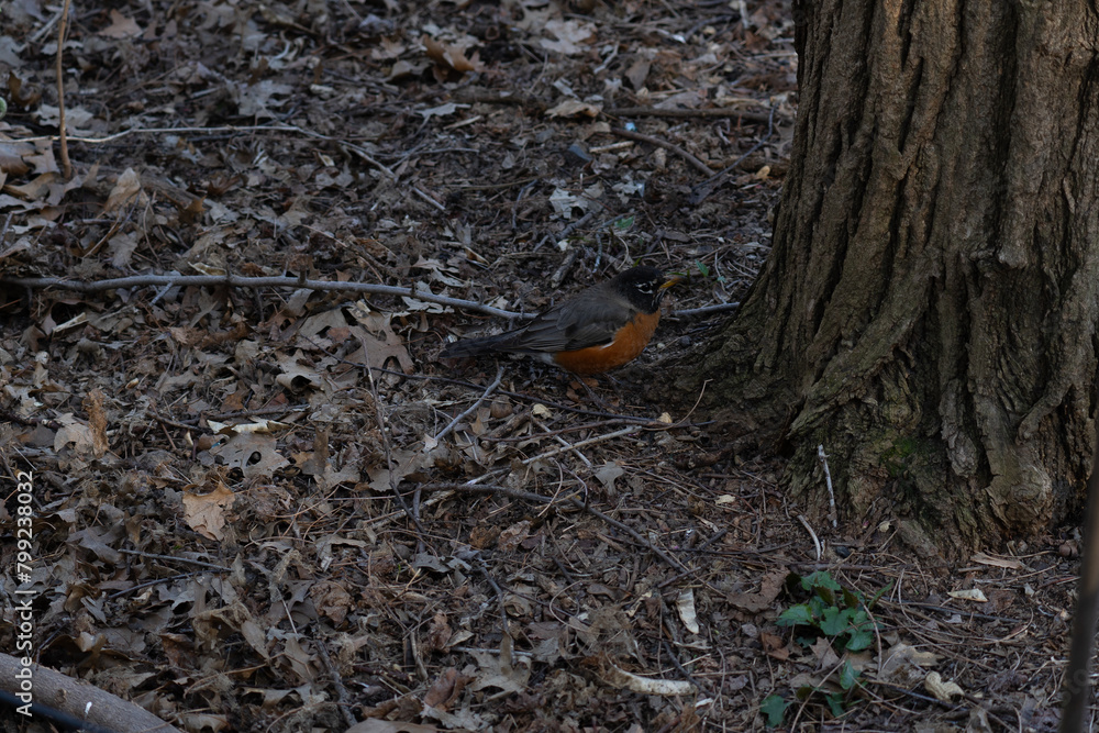 A sunny sunday in the Central Park, the most popular park in United States of America and a postcard of New York City, located in Manhattan.