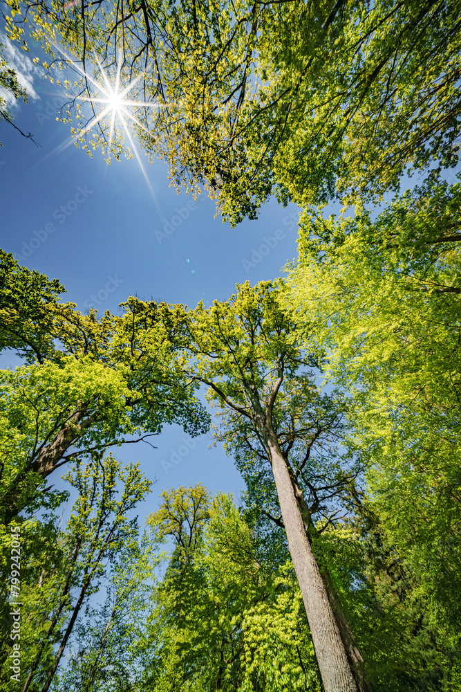 Obraz premium a view up into the trees direction sky - sustainability picture - stock photo - sunstar