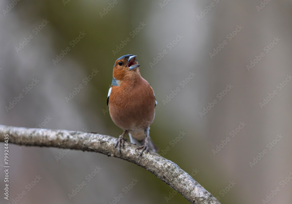 beautiful bright bird, a male finch sits on a tree branch in a spring sunny garden and sings loudly beautiful bright bird, a male finch sits on a tree branch in a spring sunny garden and sings loudly