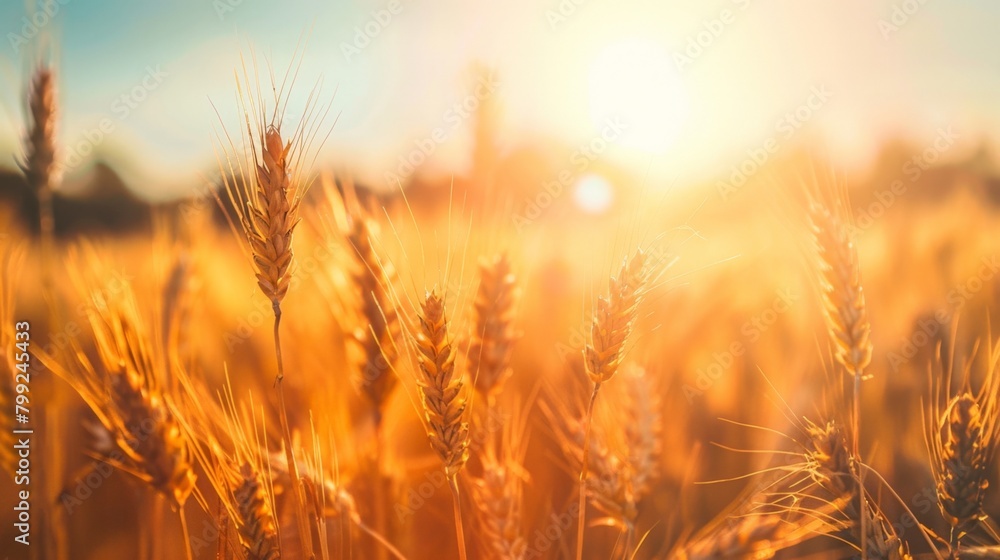 Field of golden wheat with sun backdrop Field of golden wheat with sun backdrop