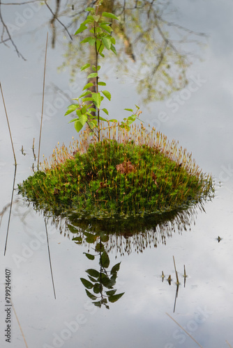 Blooming Bank haircap moss forming a small island in a swamp, refected in water. photo