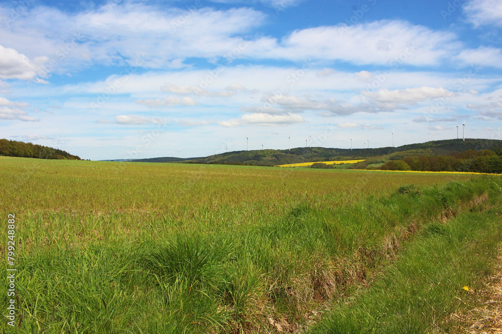 An image of a rapeseed field on, a yellow background.