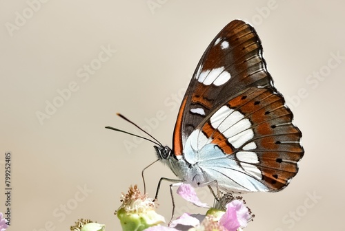 flowers and butterfly in natural life © akif