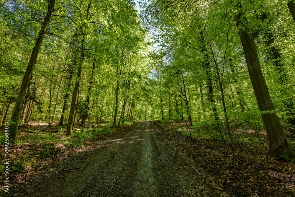 Sunshine filters through trees on woodland path, creating dappled shade - sustainability picture - stock photo - sunstar