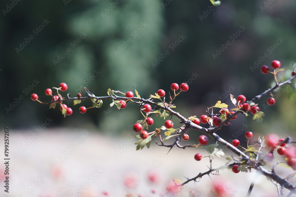 red hawthorn berries grow on thorny branches