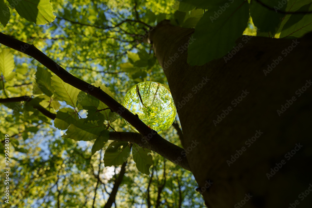 Obraz premium Springtime forest with sun shining through crystal lensball leaves and branches. Nature, forestry, Trees, habitat, environment and sustainability concepts, sustainability picture, stock photo, sunstar