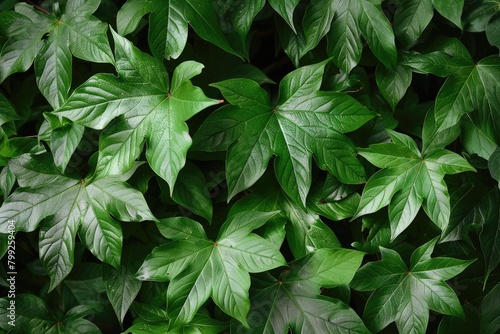 Creeper Leaves in Greenery - A Wild Plant that Inspires Hope in Spring and Summer on Tree photo