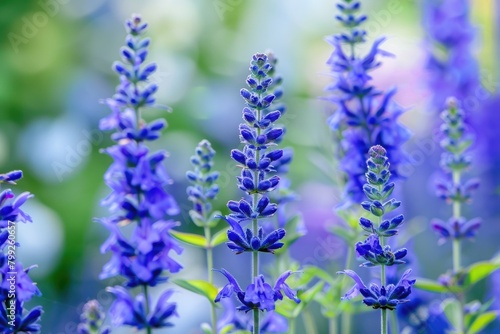 Blue Salvia (Salvia Farinacea Benth) Perennial Flowers in Garden with Vibrant Colourful Background photo