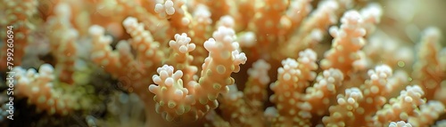 Detailed close up of coral polyps blooming, revealing new species and underwater ecosystems