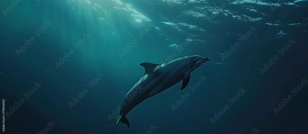 Dolphins swimming under clear sea water Dolphins swimming under clear sea water