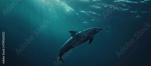 Dolphins swimming under clear sea water © BISMILAH