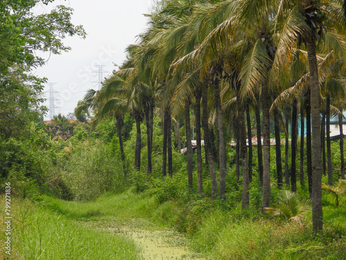 palm tree