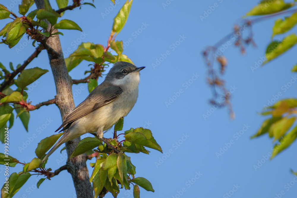 Fototapeta premium lesser whitethroat on the tree