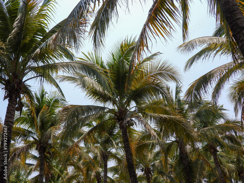 Obraz premium palm tree