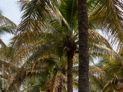 palm tree