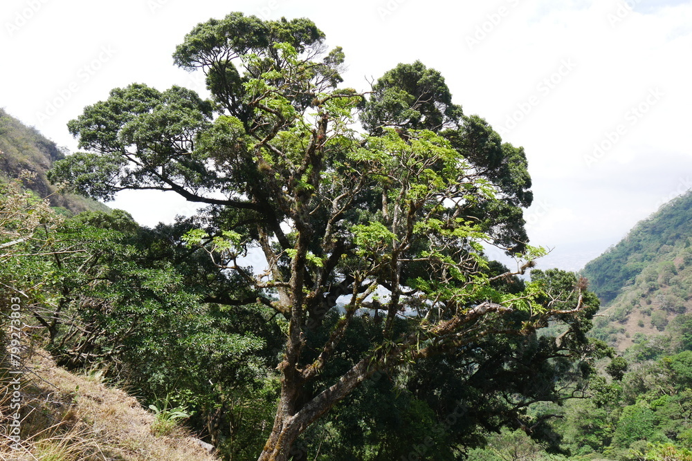 Berghang mit tropischem Baum in den Bergen von Escazú Berglandschaft bei San José in Costa Rica