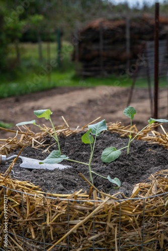 Kartoffelturm im Garten mit Kohlrabi bepflanzen  Gartenarbeit  Jungpflanze eingraben 