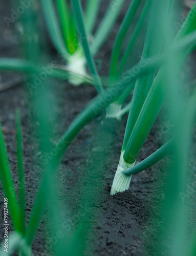 Green onions on the ridge in the garden. Onions grow in rows in the ground. Green onion feathers.