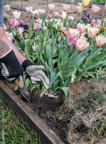 Im Fr  hjahr Tulpen aus dem Beet entfernen  Fr  hbl  her  Gartenarbeit 