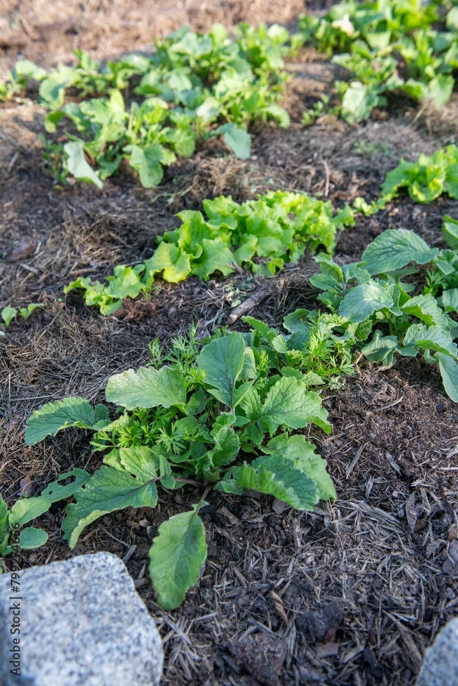 Gemüsebeet mit Rasenschnitt mulchen, Gartenarbeit, Selbstversorgung
Gemüsebeet mit Rasenschnitt mulchen, Gartenarbeit, Selbstversorgung
