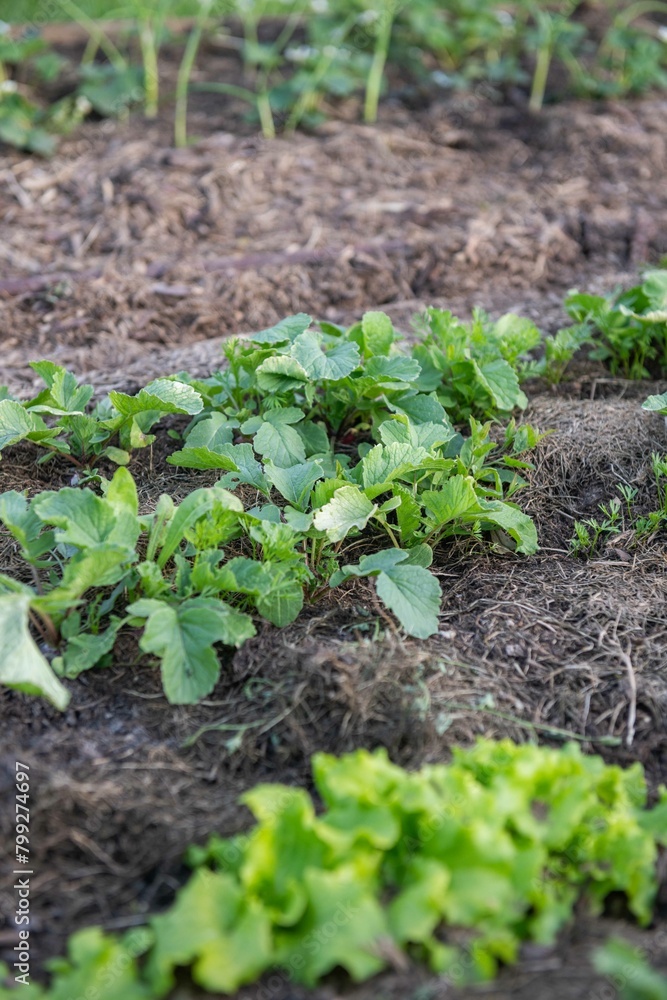 Gemüsebeet mit Rasenschnitt mulchen, Gartenarbeit, Selbstversorgung
Gemüsebeet mit Rasenschnitt mulchen, Gartenarbeit, Selbstversorgung