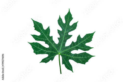 Papaya leaf (ID: 799274696)