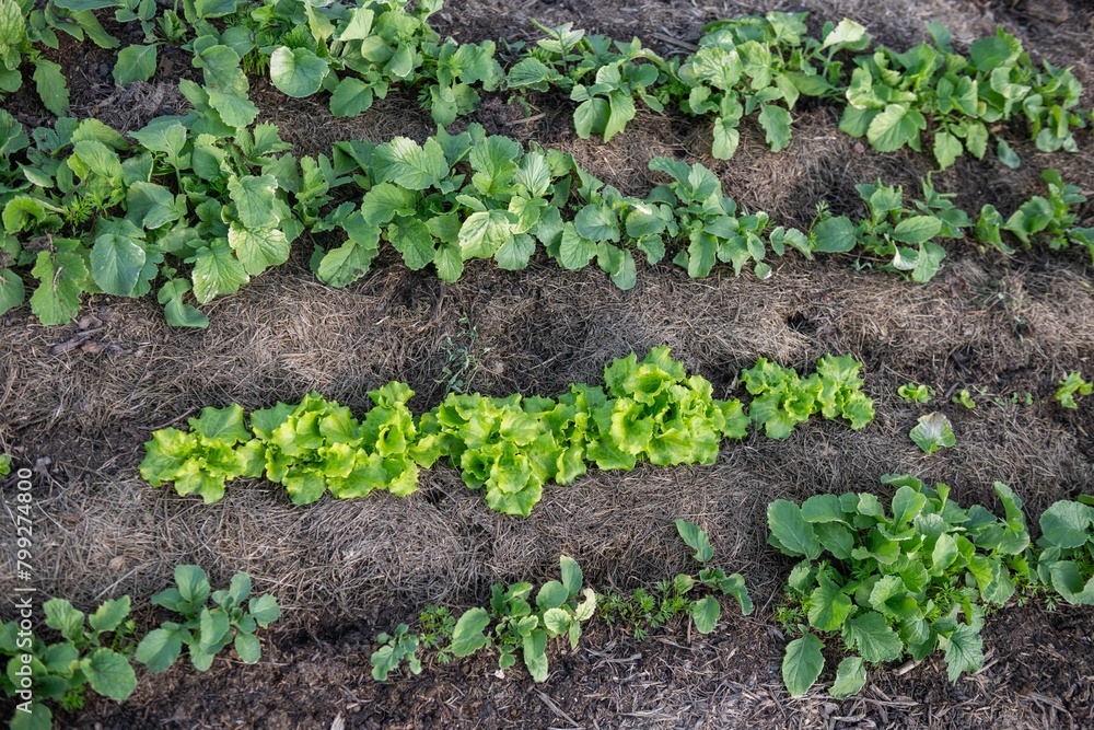 Gemüsebeet mit Rasenschnitt mulchen, Gartenarbeit, Selbstversorgung
Gemüsebeet mit Rasenschnitt mulchen, Gartenarbeit, Selbstversorgung