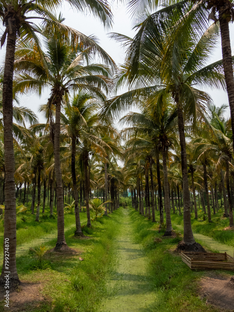 Fototapeta premium palm tree