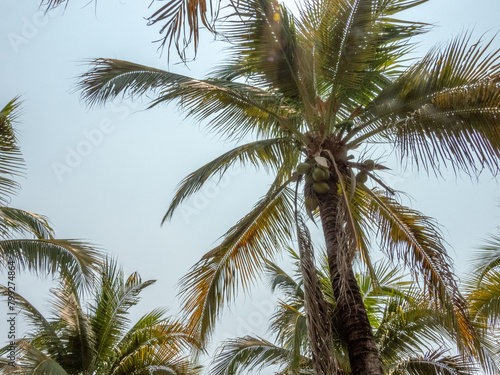 palm tree © jay