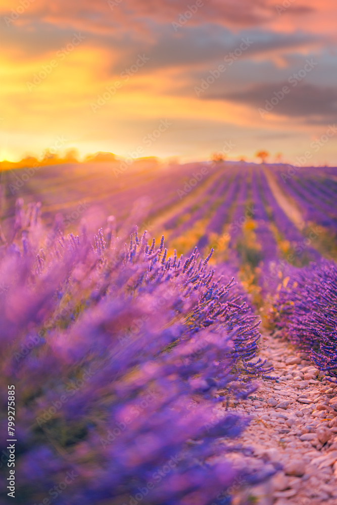 Obraz premium Lavender bushes closeup. Lavender field macro. Blooming artistic blurred meadow, colorful travel landscape. Sunset blossoms floral nature sunlight rays over summer purple flowers. Provence, France